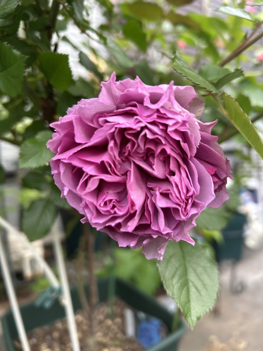 noco 🩵🪽 tweet media