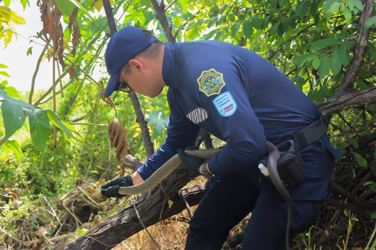 Agentes de Control Municipal de Medio Ambiente ejecutaron el rescate de dos reptiles, una boa imperator y una boa sayama, garantizando su protección y manejo adecuado, conforme a los protocolos ambientales vigentes.

Luego fueron trasladadas a la Dirección General de Ambiente