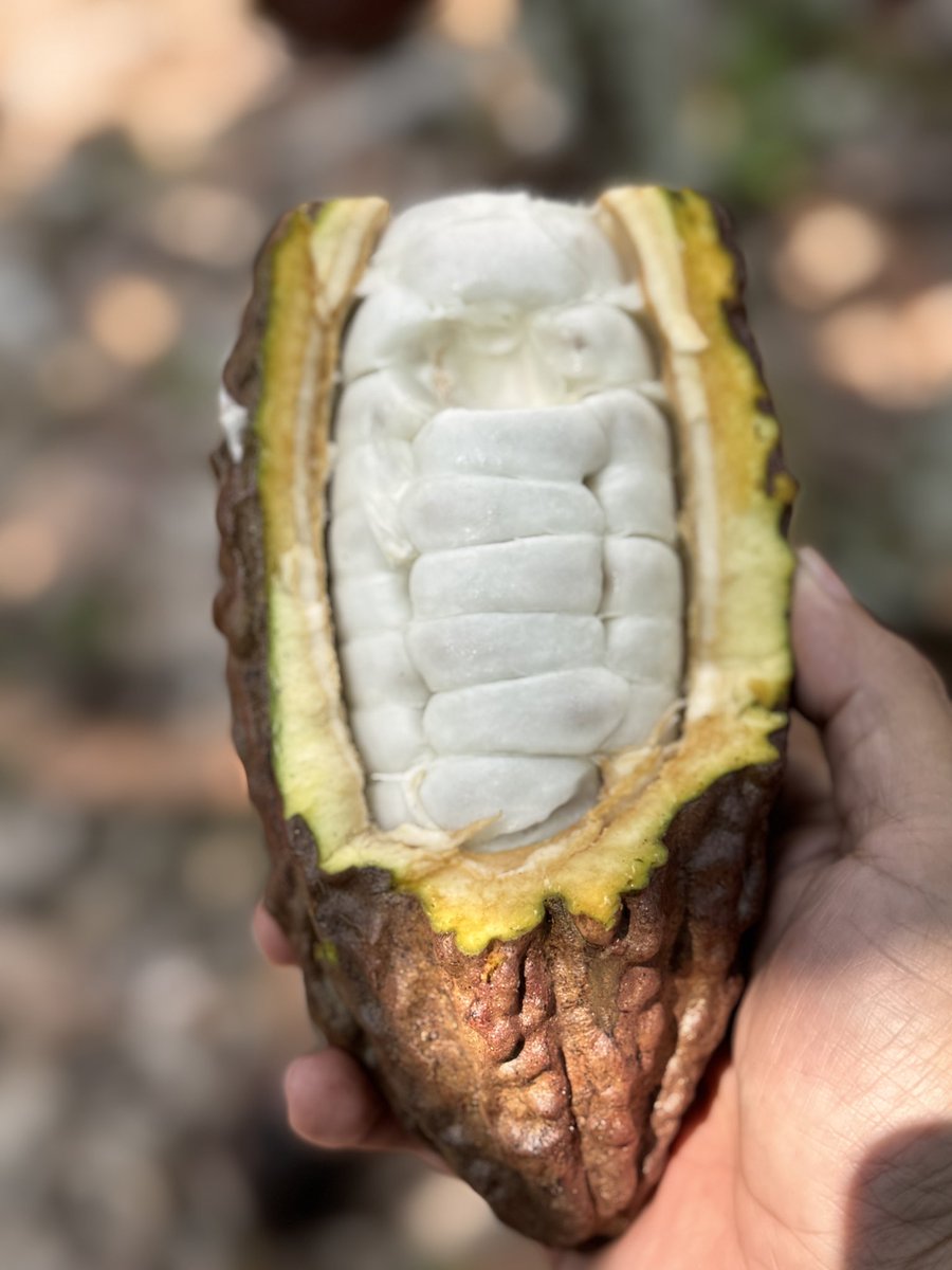 EJENCALADA's tweet image. Quince días de sol sin lluvia en áreas cacaoteras del #Guayas. ☀️⚡️🌳
Mis mazorcas de #cacao amanecieron bronceadas. Nunca lo había visto.
Esto es lo que está pasando — y lo que viene. 🧵