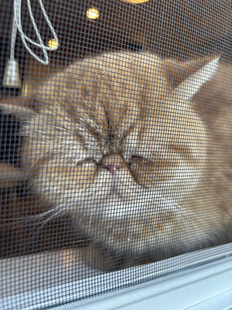 ちょちょもり tweet media