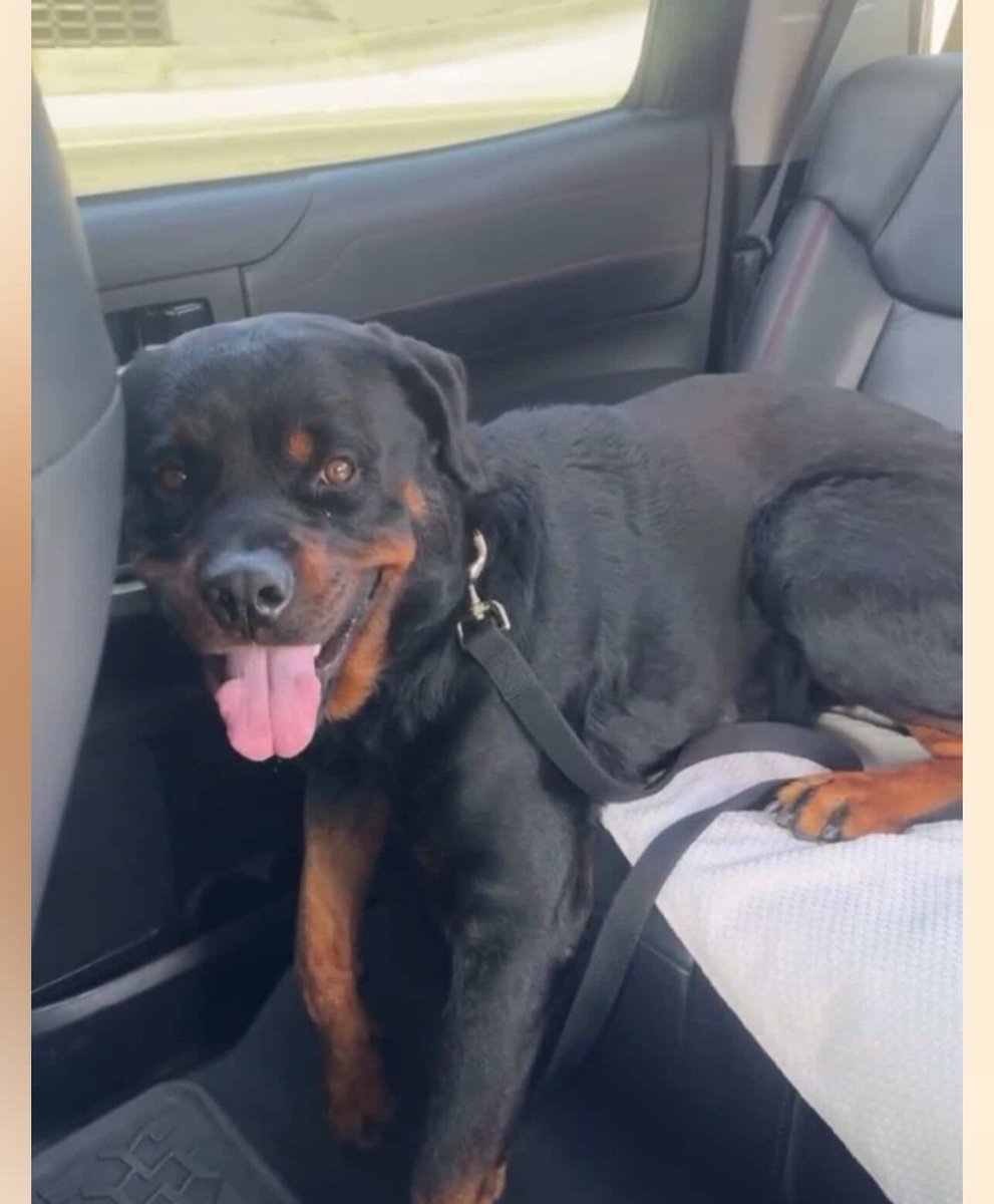 🤗 PABLO'S adopter saw his post by furrytailending.org on Instagram last night &amp; was at Downey first thing this morning. They shared this getaway pic with Furry Tail 💙 
#A5767340