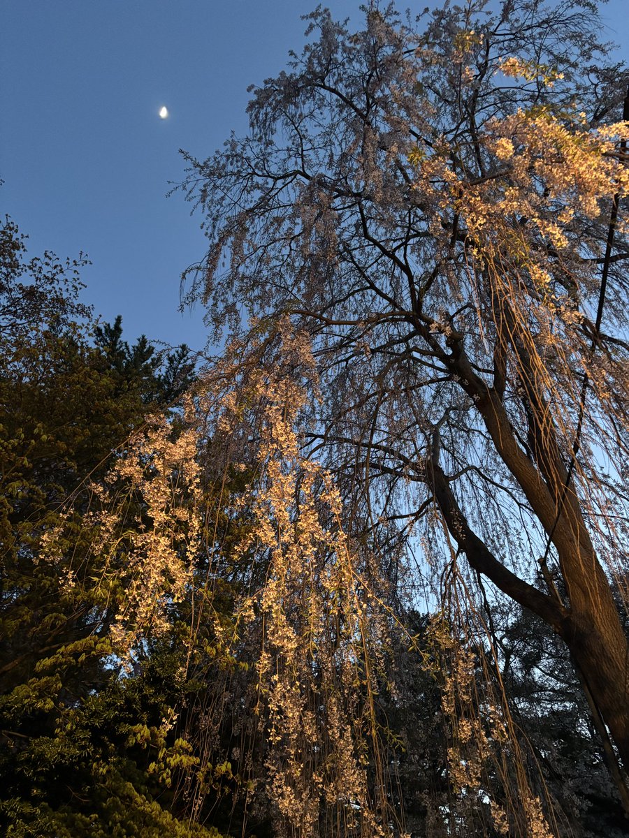 chikaripikari's tweet photo. 桜が例年にない早咲きで、お花見難民になってる青森県民に告ぐ。
この土日は五所川原市金木町の芦野公園にお行きなさい！　ソメイヨシノも枝垂れ桜もまだまだ咲き誇っています！
写真は昨日の夕暮れだよ〜

#観桜会 #五所川原市 #金木町 #芦野公園 #太宰治のふるさと #青森 https://t.co/R4nxNRjjjG