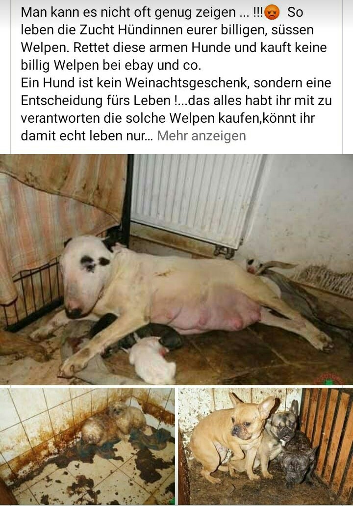 Oma gegen Messerstecher....🐕🎸🐶💙 tweet media