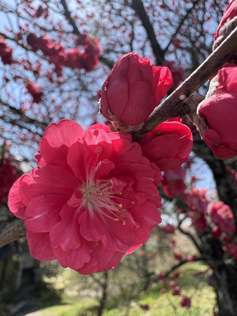 justonestep2025's tweet image. A warmer shade of spring 🌸

#FlowersOnFriday #SpringVibes #HappyWeekend