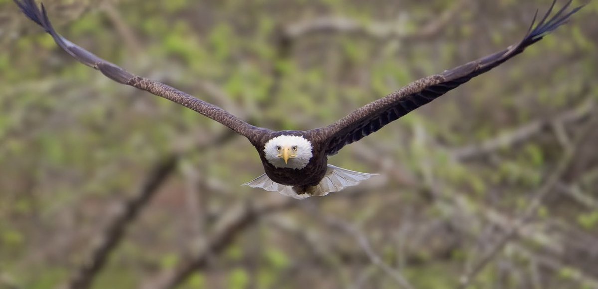 RoppityPhotos's tweet image. I. CAN’T. GET.  ENOUGH. OF. THESE. EAGLES. #BaldEagle #Eagles #Wildlife #WildlifePhotography #BirdsInFlight #Birds #BirdPhotography #PhotographyIsArt