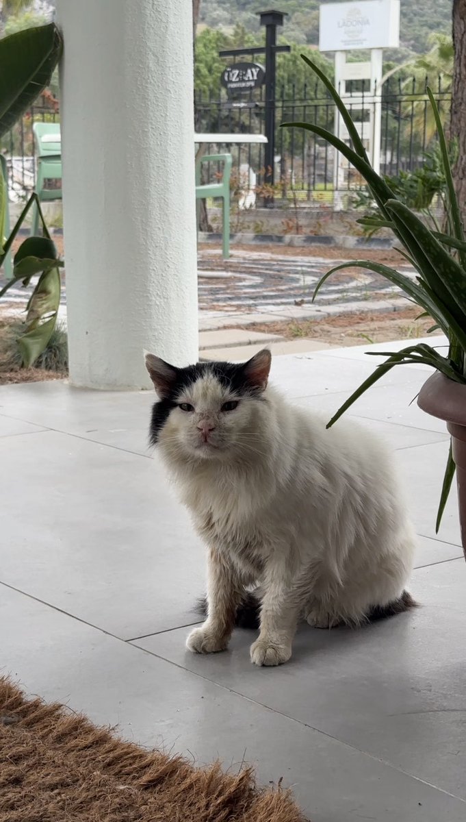 Ege Dinç tweet media