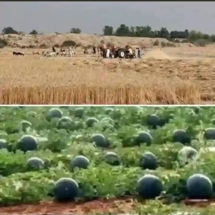 Hania Batool tweet media