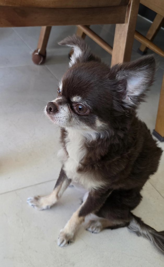 asha ✮ || kinda/ia tweet media