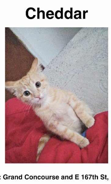 🌻Samson Cat🐱 tweet media