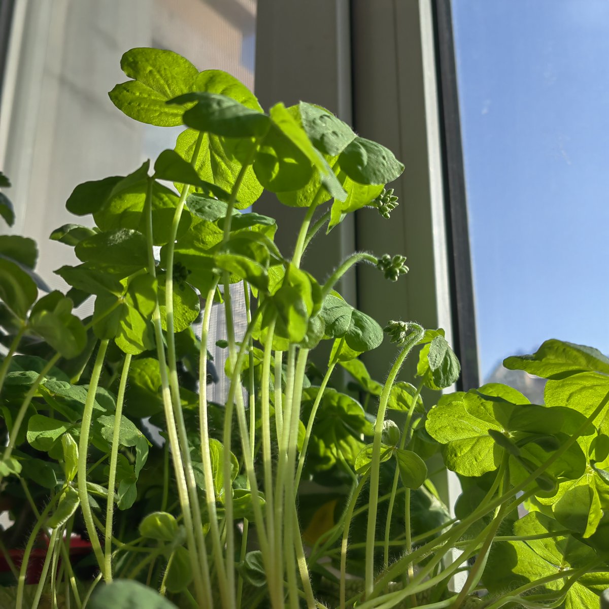 SanakeChetan's tweet image. "Neighbors sharing a sunny Saturday — iced tea, garden tips, and laughs!  Tag your favorite neighbor below! #CommunityLove #NeighborVibes"