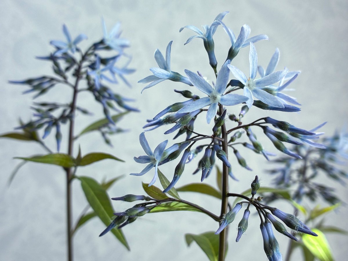 ちぇりこ tweet media