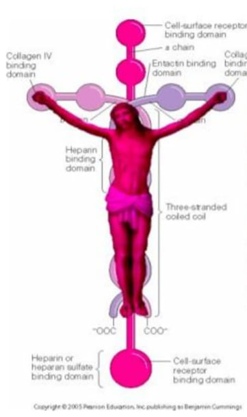 Iaminin cell adhesion molecule (what holds us together) is shaped like a cross.    

"He is before all things, and in Him all things hold together" - Colossians 1:17

Jesus didn't just speak the universe into existence; He signed His work.
