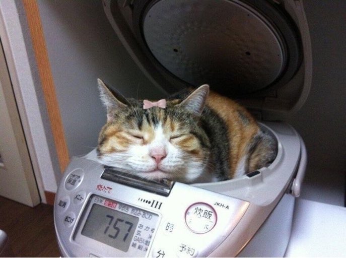 FANGNULL tweet media