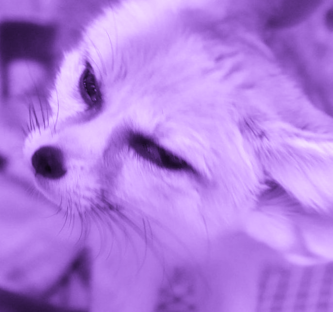 Jemos Izayoi 💜 tweet media