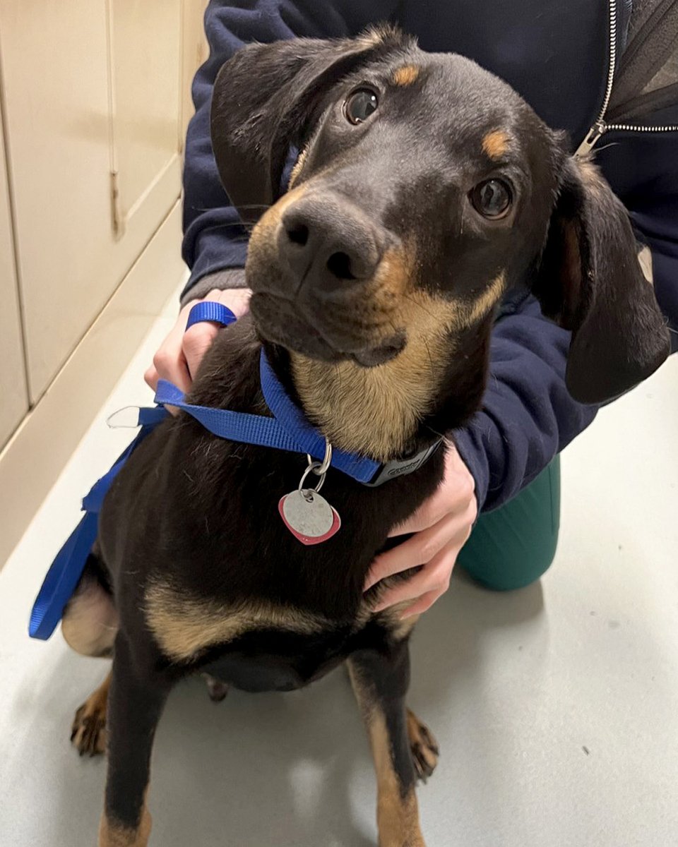 How’s THIS for a photo?! 😴📸
In the middle of our busy adoption center…Dallas was completely unbothered. Nap time = NOW. 😂
(Don’t worry - we posted a second pic when he woke up!)

But here’s the thing… Dallas isn’t just cute - he’s the total package. ❤️

Dallas (#AK0130) is a