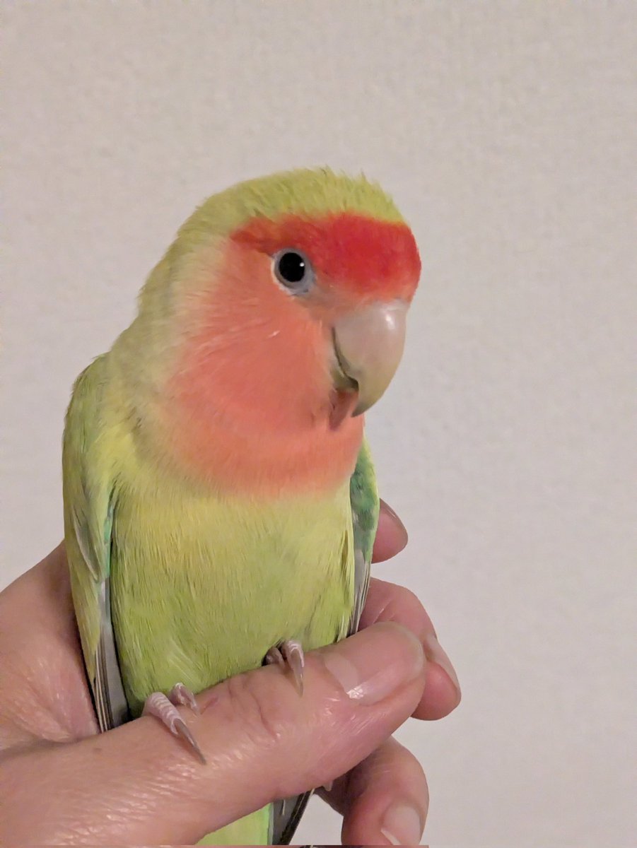 yoshimi 🦜 tweet media