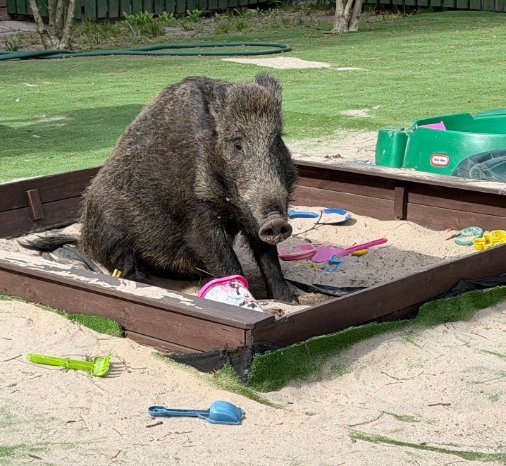 Mr. Żaba tweet media