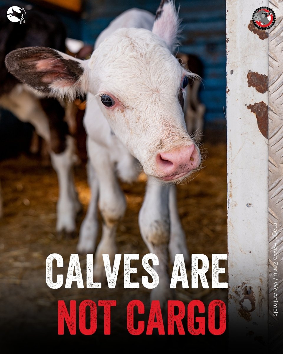 Compassion in World Farming International tweet media