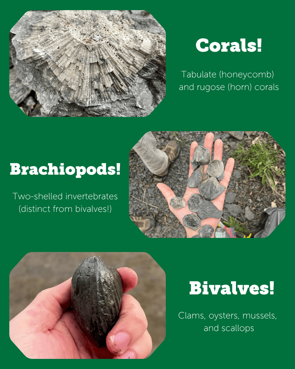 Paleontological Research Institution tweet media