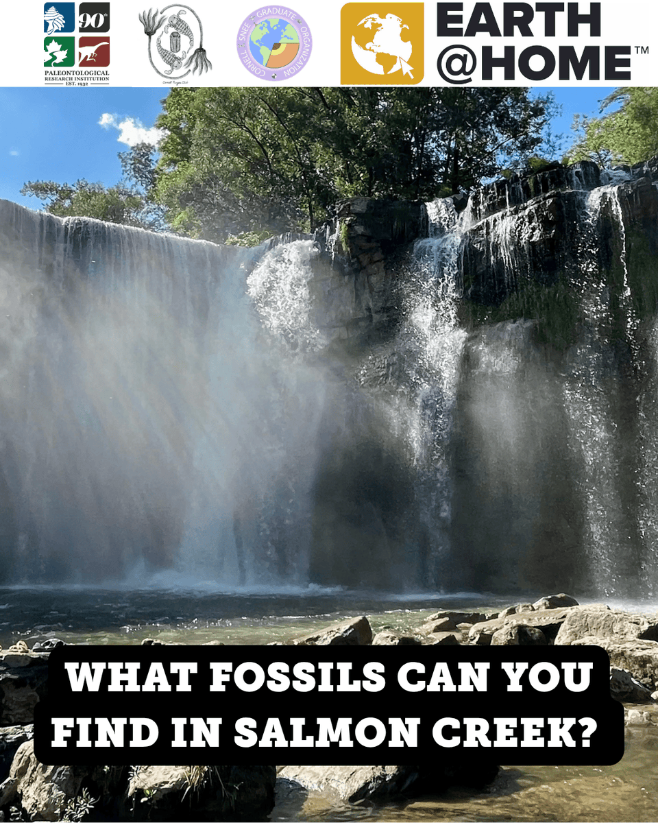 Paleontological Research Institution tweet media