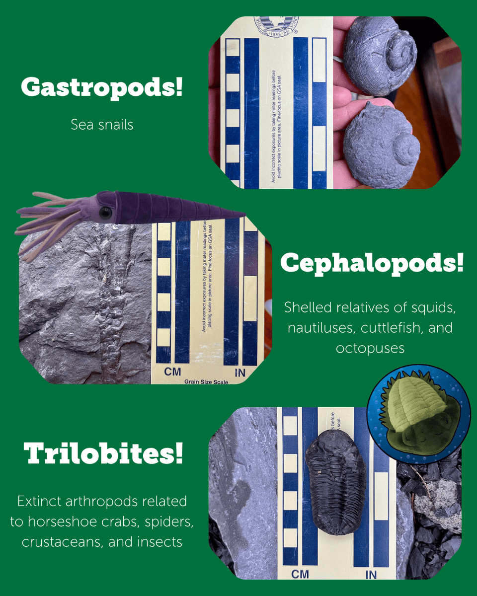 Paleontological Research Institution tweet media