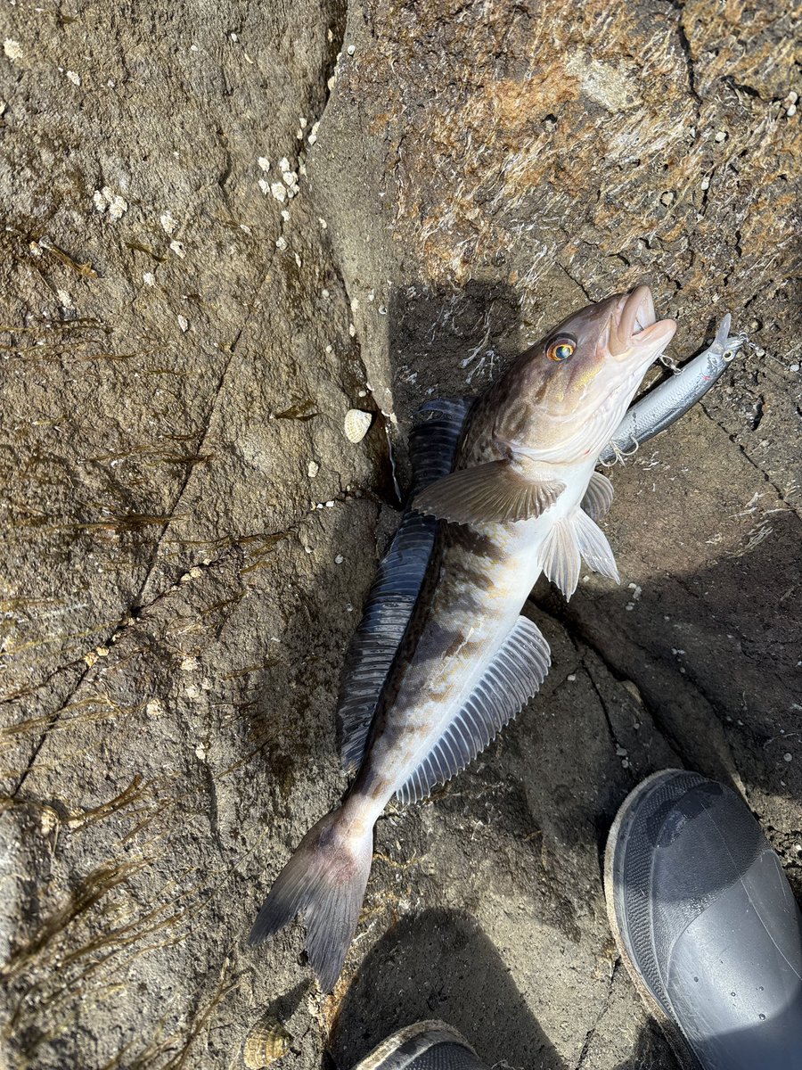 まるまる tweet media