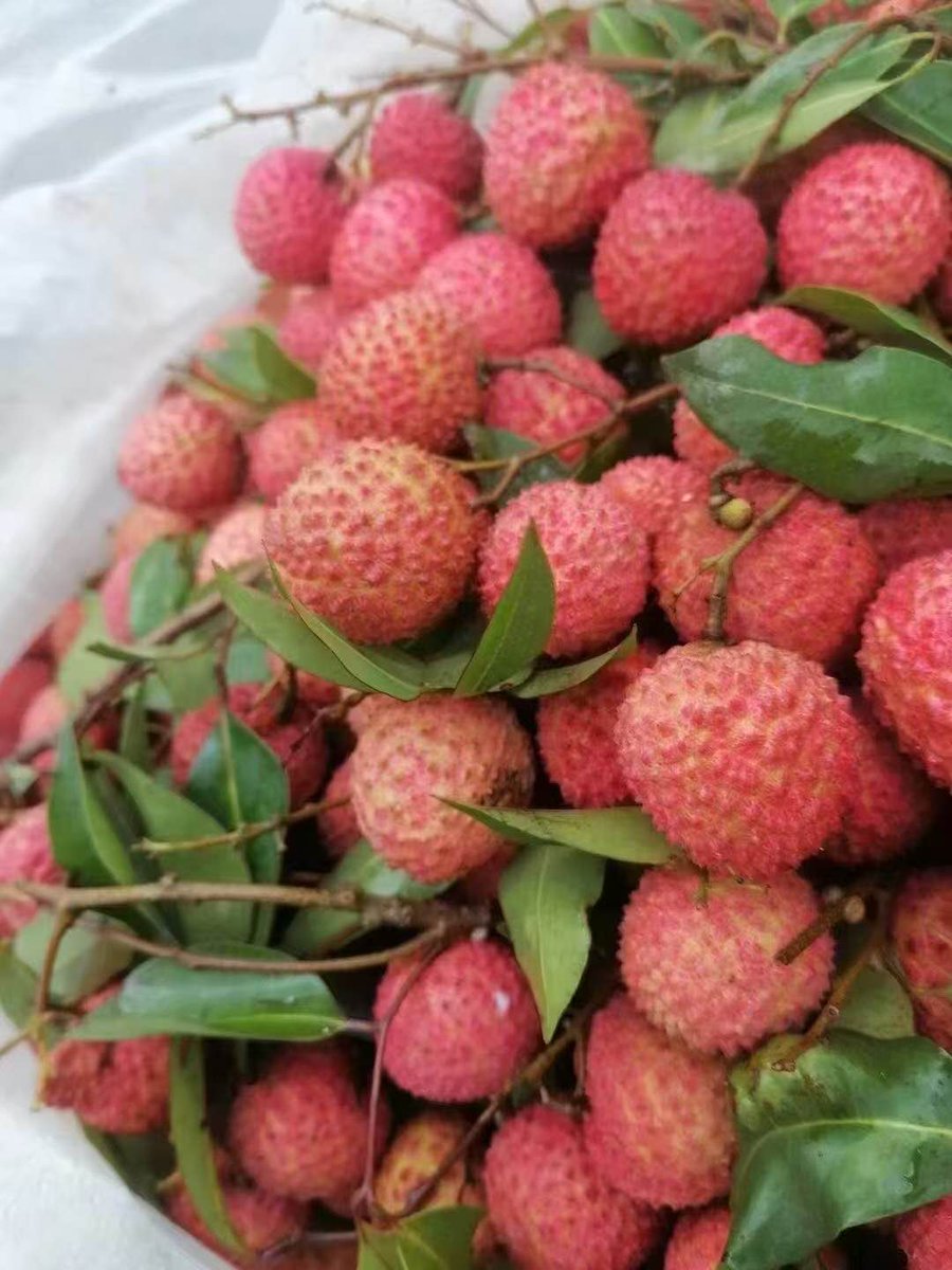 黄华毛 tweet media