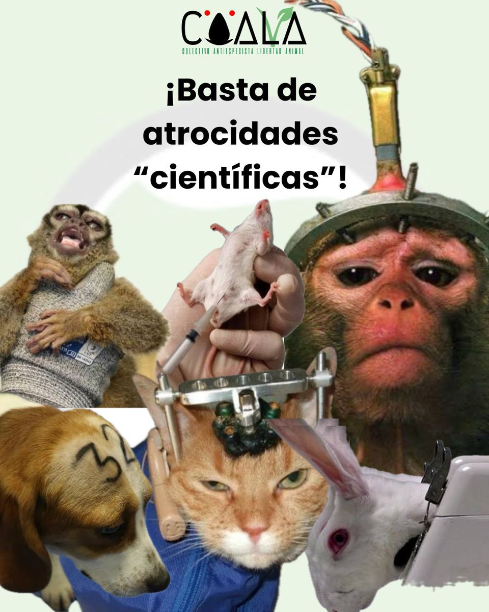 COALA - Colectivo Antiespecista Libertad Animal tweet media