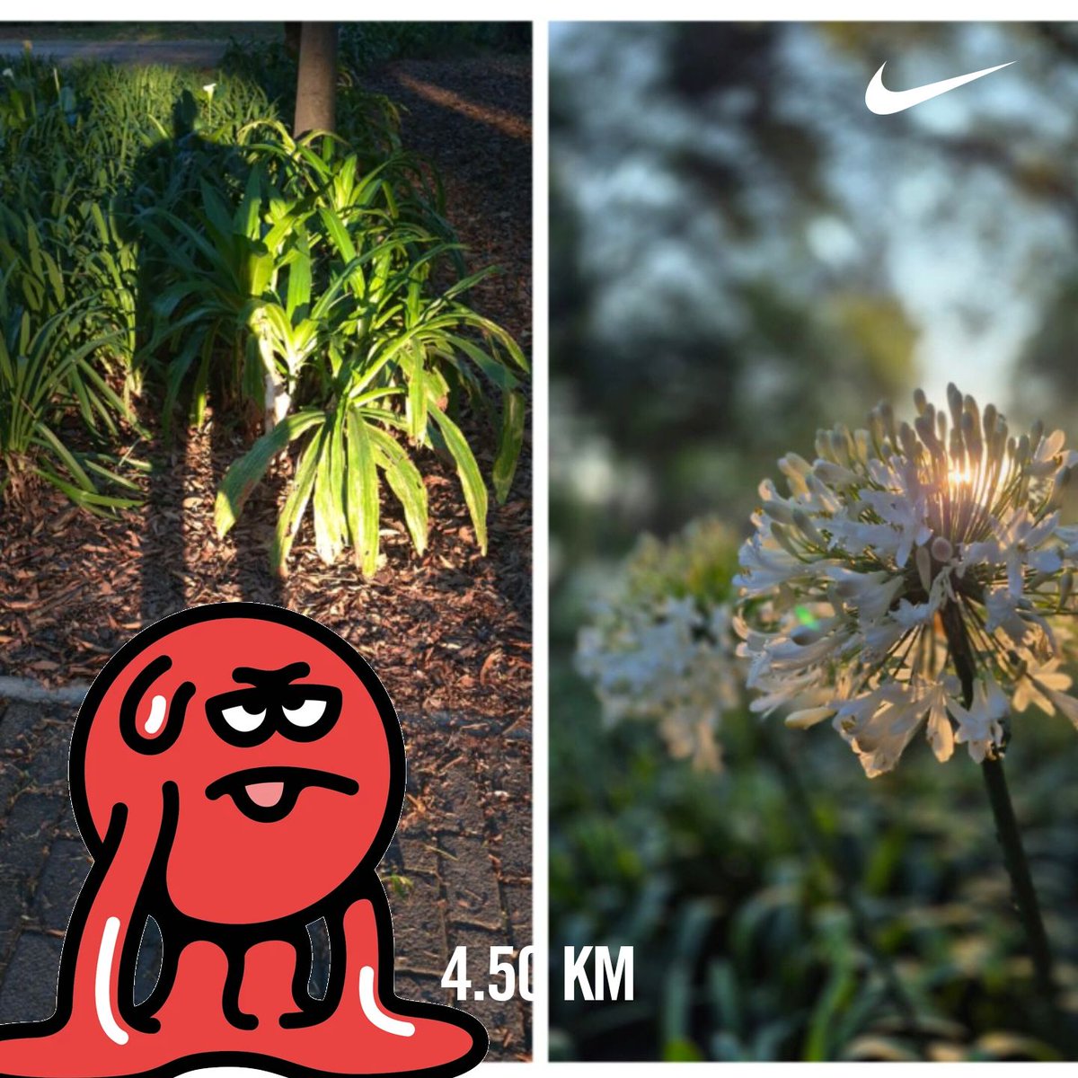 efrencasas's tweet image. #TGIFriday #FridayMotivation #running #nikerunning #yoelegicorrer #fitover61 #corrersana #laufen #RunDay #Chapultepec #CDMX #esdecorredores
