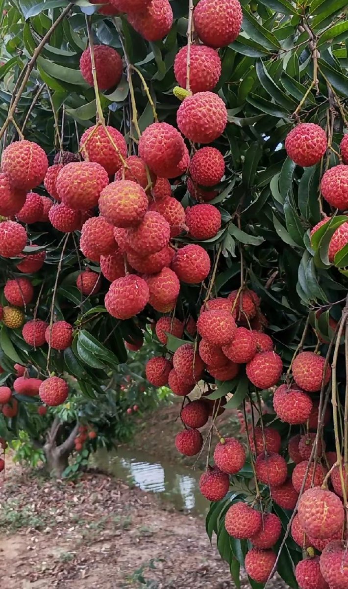 黄华毛 tweet media