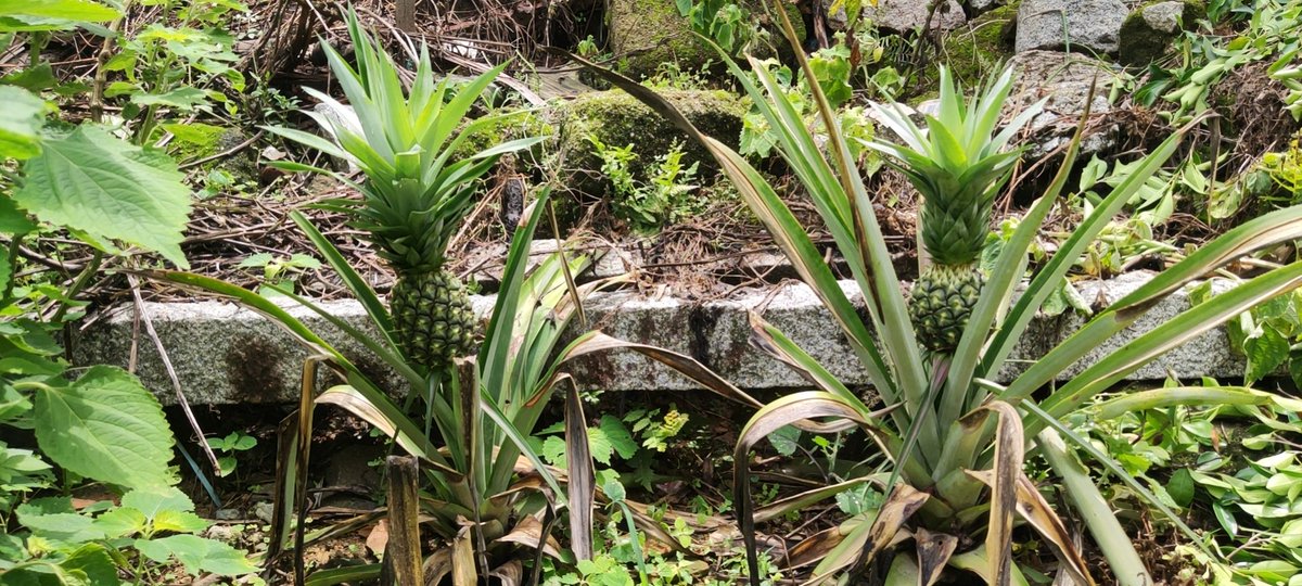 黄华毛 tweet media