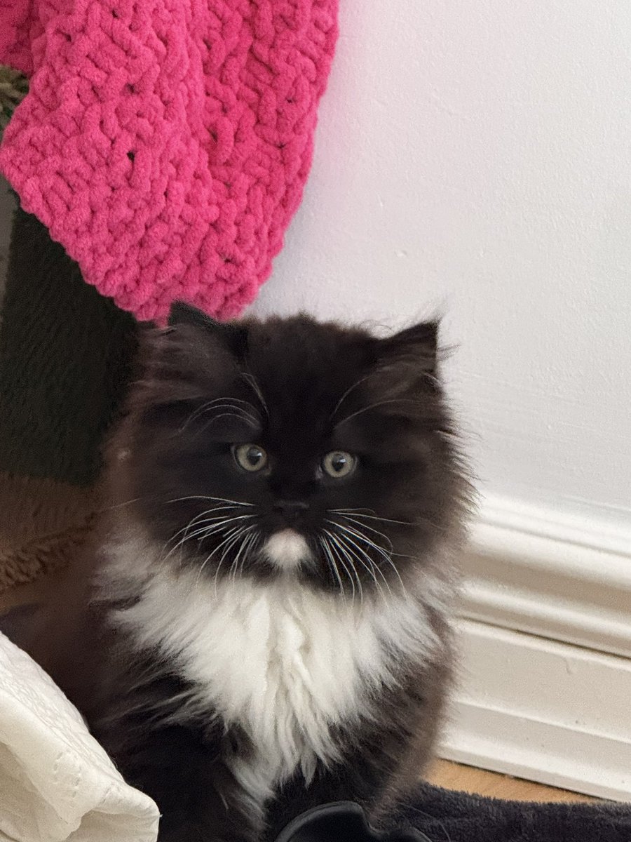 Sarah Evans tweet media