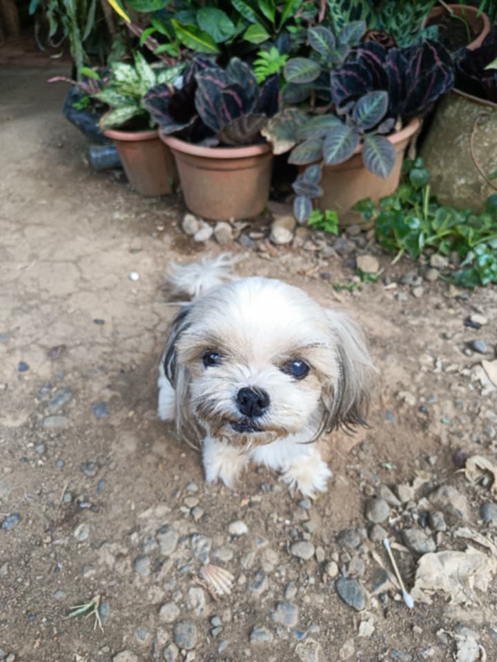 TeacupPh's tweet image. Good morning Everyone. Fiona Wishes you all a Super Saturday &amp;amp; a Great Weekend. 35C &amp;amp; sunny here today. Humid so feels very hot. Not going to be too much running about today. Have a Great Day. Teacups Family.xx🇵🇭🐶❤️💗😍🥰🙂👍
#dogs #dogsofX #saturdayvibe #saturday