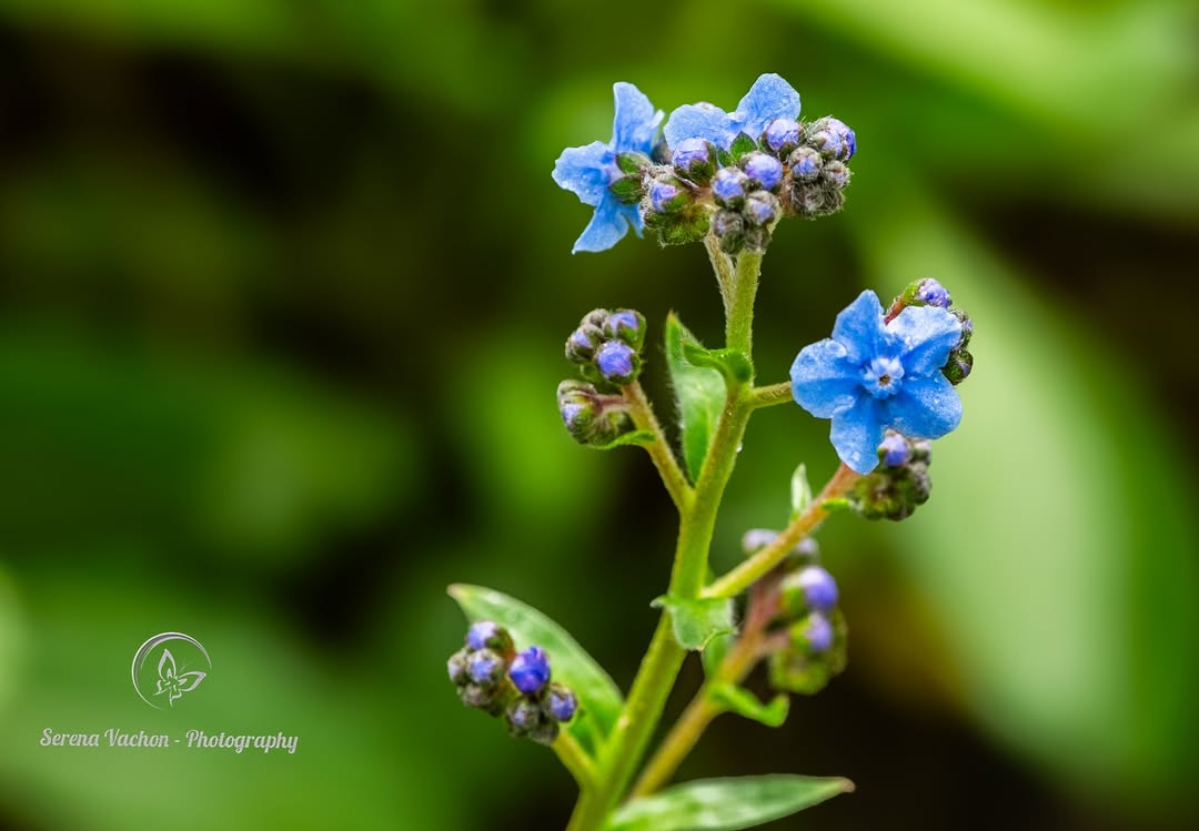 SerenaVachon's tweet image. Wildflower in blue #wildflowers #flowers #flowerphotography #FlowersOfX #nature #NaturePhotography