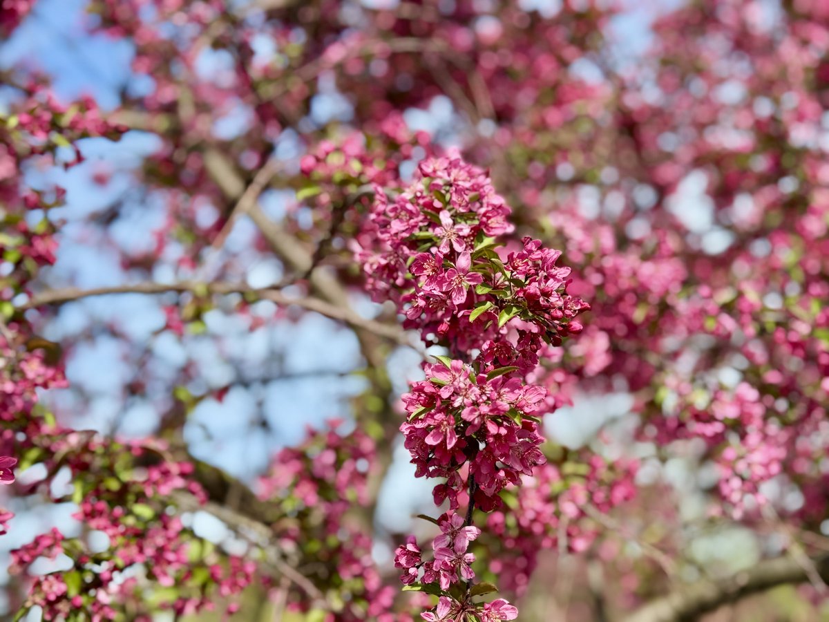MichaelHeimlich's tweet image. Close-up spring red-pink-white crabapple tree blossoms-blooms-flowers-sunny-sunshine 3:55-4:10pm April 23 2026 Northbrook Illinois USA-Editorial Use Permission w/Credit: Michael Heimlich @MichaelHeimlich;#Spring #Blossoms #Crabapple #Tree #CloseUp #wx #ILwx @NWSChicago #StormHour