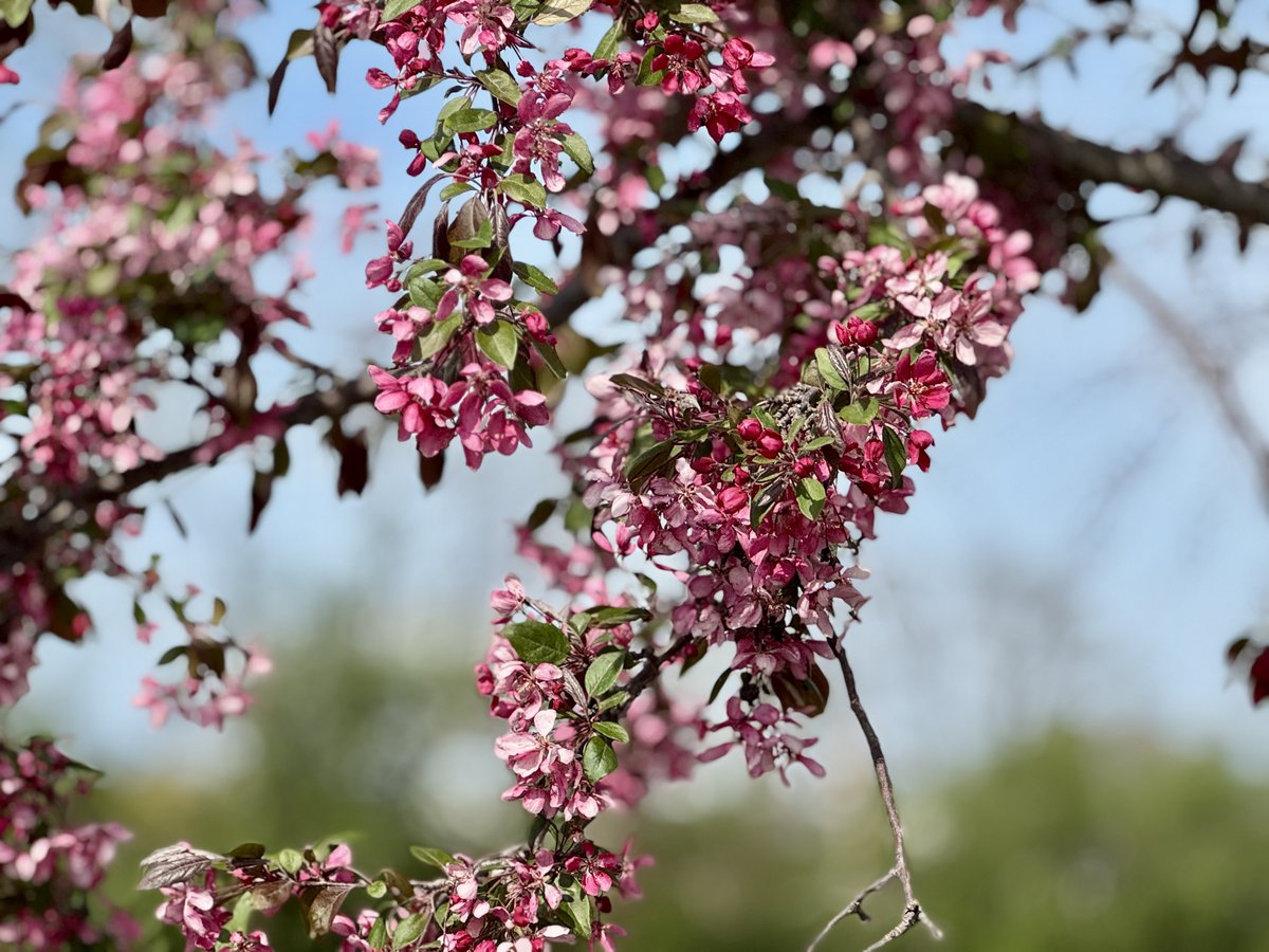 MichaelHeimlich's tweet image. Close-up spring red-pink-white crabapple tree blossoms-blooms-flowers-sunny-sunshine 3:55-4:10pm April 23 2026 Northbrook Illinois USA-Editorial Use Permission w/Credit: Michael Heimlich @MichaelHeimlich;#Spring #Blossoms #Crabapple #Tree #CloseUp #wx #ILwx @NWSChicago #StormHour