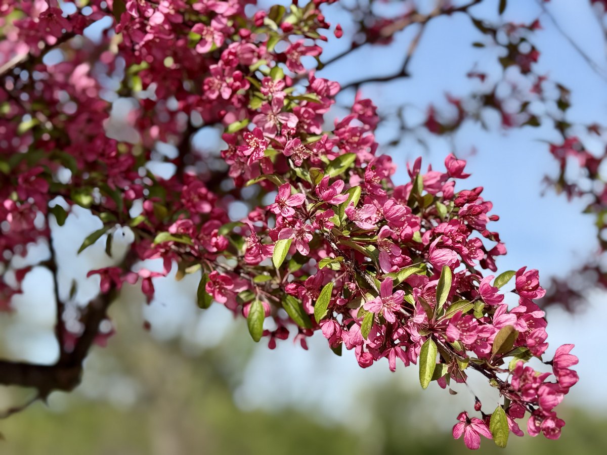 MichaelHeimlich's tweet image. Close-up spring red-pink-white crabapple tree blossoms-blooms-flowers-sunny-sunshine 3:55-4:10pm April 23 2026 Northbrook Illinois USA-Editorial Use Permission w/Credit: Michael Heimlich @MichaelHeimlich;#Spring #Blossoms #Crabapple #Tree #CloseUp #wx #ILwx @NWSChicago #StormHour