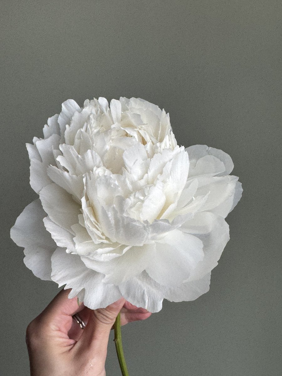 오차원ochawon tweet media