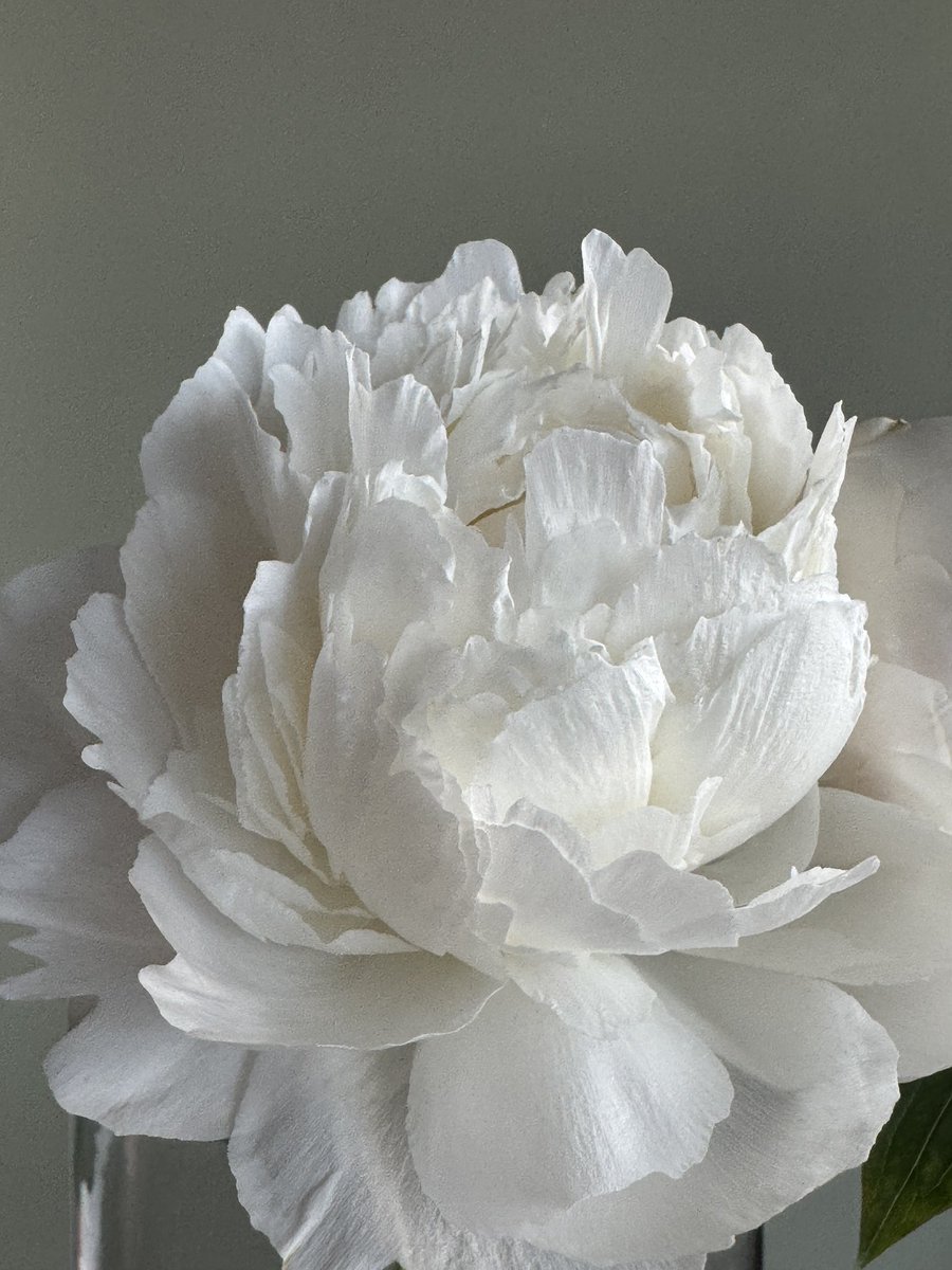 오차원ochawon tweet media