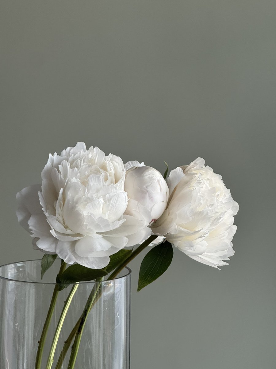 오차원ochawon tweet media