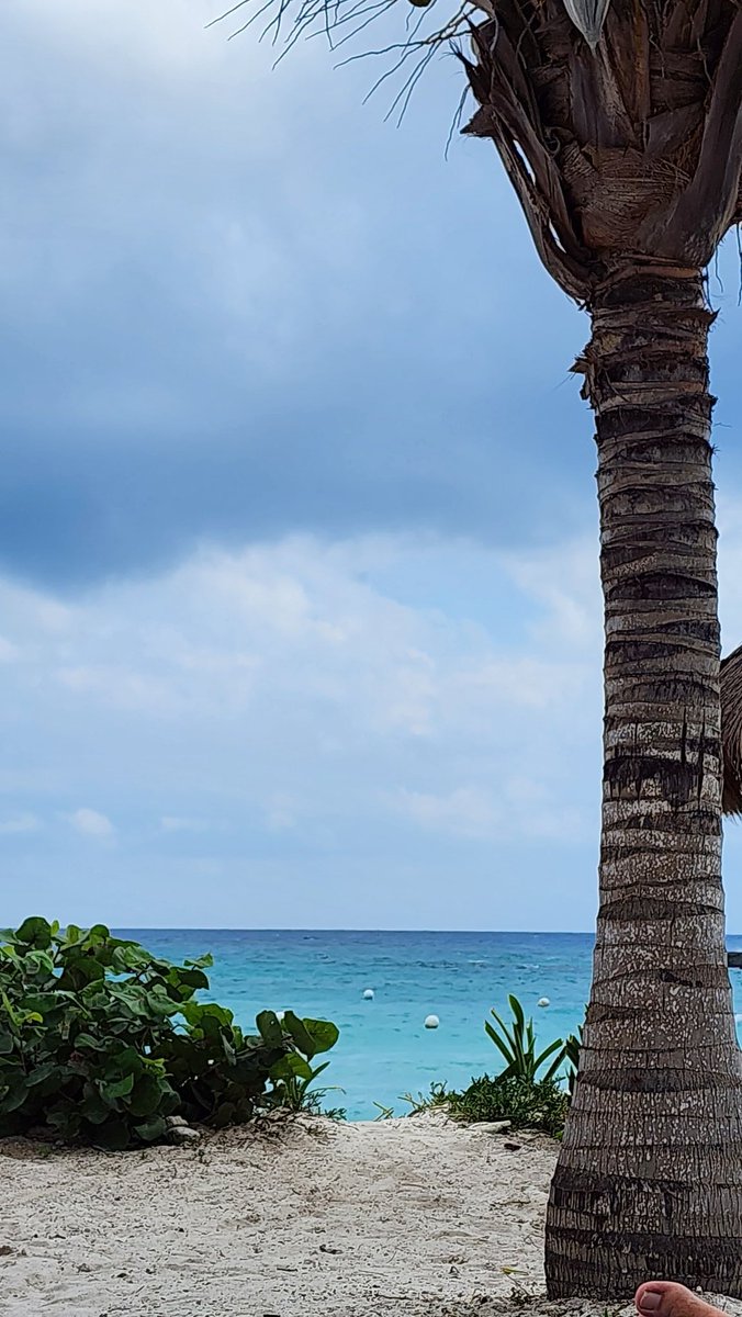vitektan's tweet image. Thread 🧵
Beach view from #Mexico 🇲🇽🌊
This is what you wake up to…
just step outside — and boom, ocean.
Soft sand, clear water, palm trees.
Simple, but hits different.
No noise.
Just waves and wind.
This is the real #ResortLife —
slow, warm, расслабляющий.