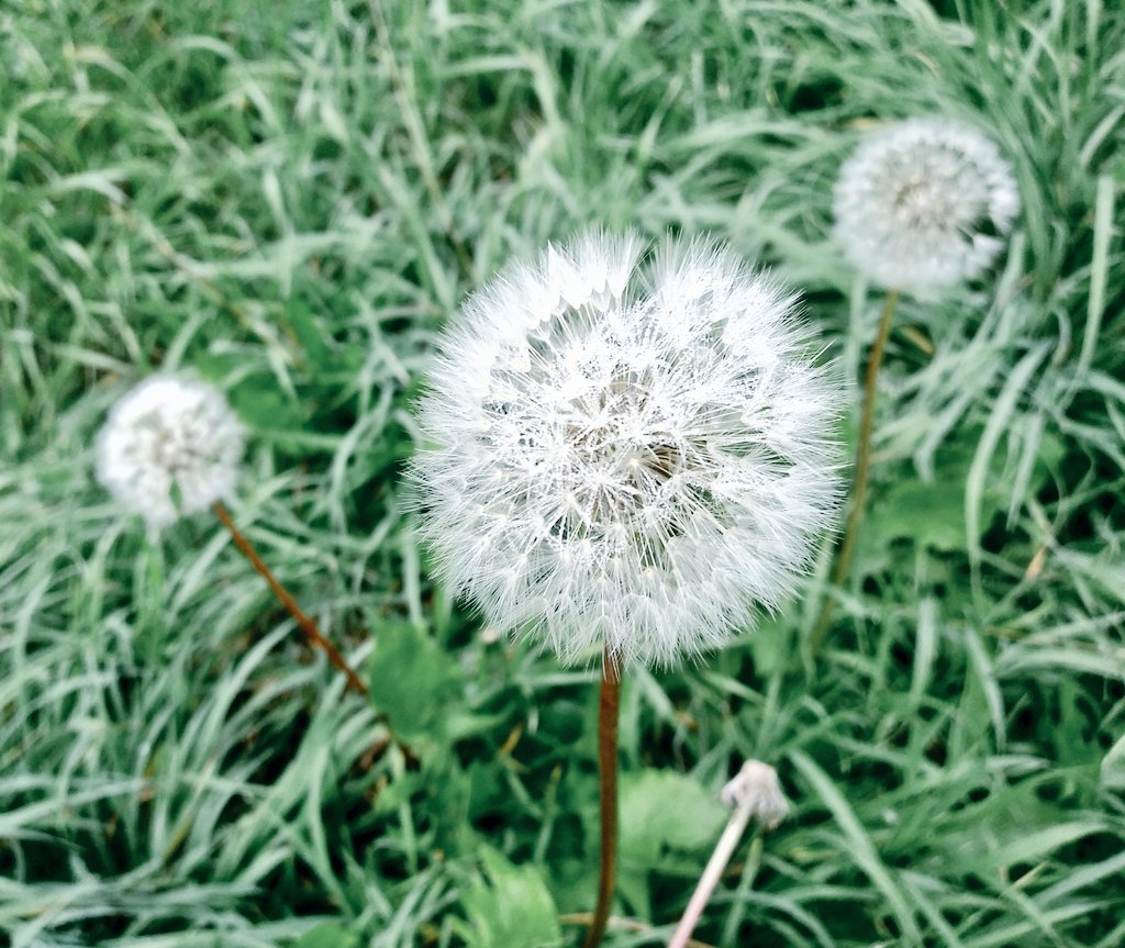 KMarestyrth's tweet image. Archivo de imágenes y recortes recopilados por Marcos Andrés Barros Ketterer. Marestyrth. #images #image #Temuco #Chile #Araucanía #Cautín #picture #pictures #photo #MarcosAndrésBarrosKetterer #Marestyrth #Photographer #Photography #Naturaleza #Nature #Ecología #Botánica #Flora