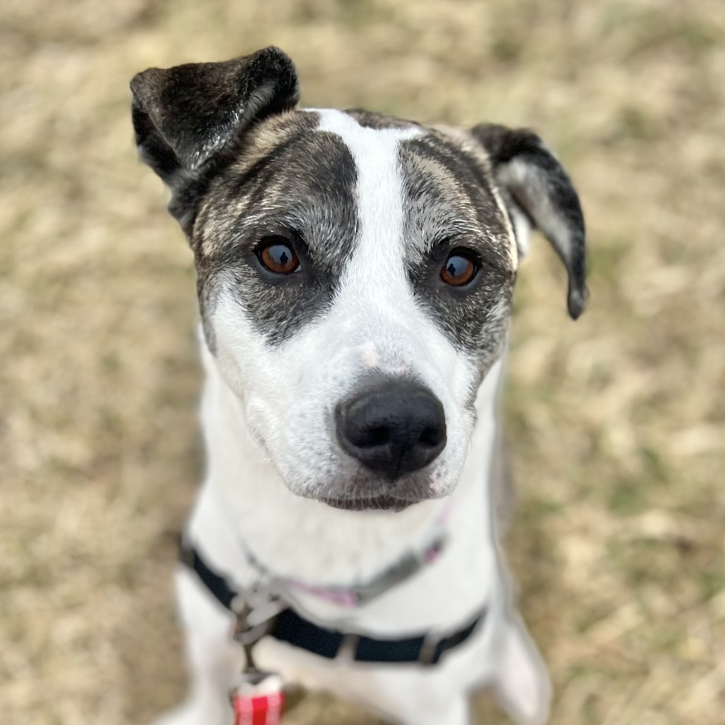 GaryDare's tweet image. Hey #Chicago! @aliverescue #pets Bowl #charity #fundraiser 

#host .@timberlanesbowl #bowling 

Saturday 5/02, 9 PM

facebook.com/events/9359946…

#sponsors 
facebook.com/AliveRescue/po…

#AdoptDontShop #AdoptDontBuy #AdoptAShelterPet #AdoptAShelterDog #AdoptAShelterCat #dogs #cats #bunny