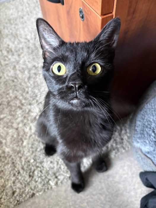 GaryDare's tweet image. Hey #Chicago! @aliverescue #pets Bowl #charity #fundraiser 

#host .@timberlanesbowl #bowling 

Saturday 5/02, 9 PM

facebook.com/events/9359946…

#sponsors 
facebook.com/AliveRescue/po…

#AdoptDontShop #AdoptDontBuy #AdoptAShelterPet #AdoptAShelterDog #AdoptAShelterCat #dogs #cats #bunny