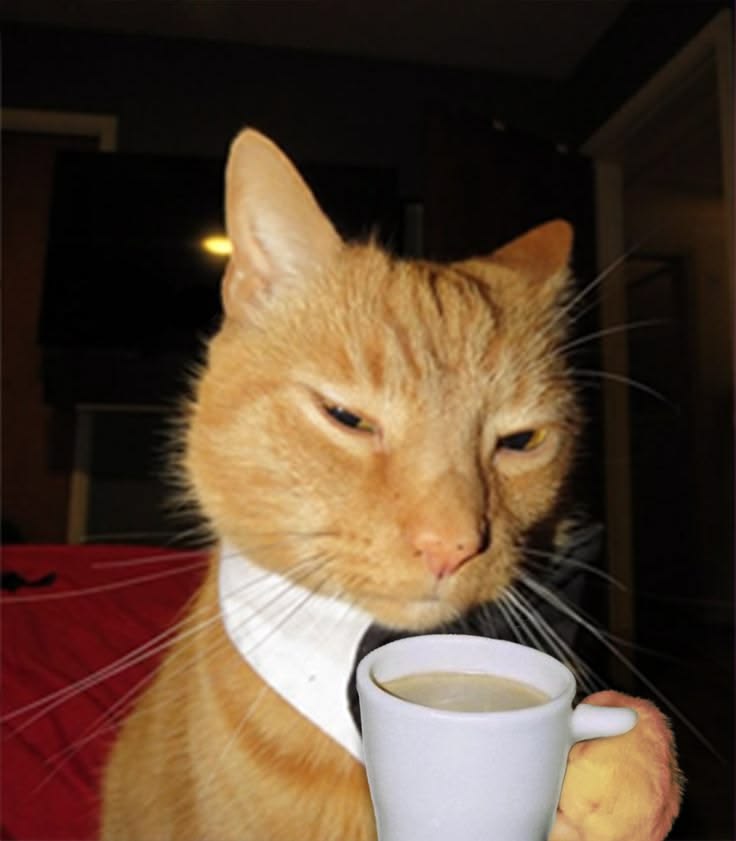 𝐕𝐢𝐨𝐥𝐞𝐭 ✭ tweet media