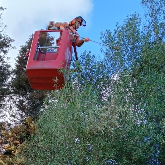 CGE_Clientes's tweet photo. Nuestras brigadas 👷🏻‍♂️ realizan trabajos de despeje de vegetación cercana a líneas eléctricas en el Camino a Tumbes, en la comuna de #Talcahuano. Estas labores benefician la continuidad del suministro eléctrico ⚡ #PlanInviernoCGE https://t.co/NUIF8UKlSm