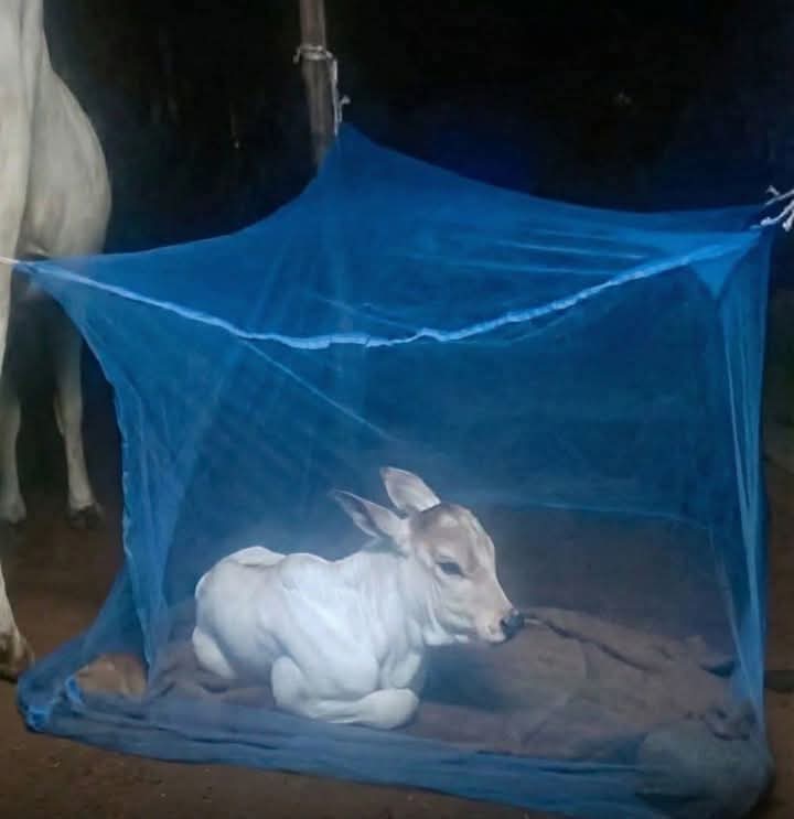 Vane01907294's tweet photo. Yo cuando compre mi primer becerro. https://t.co/xFgyvw8cAf
