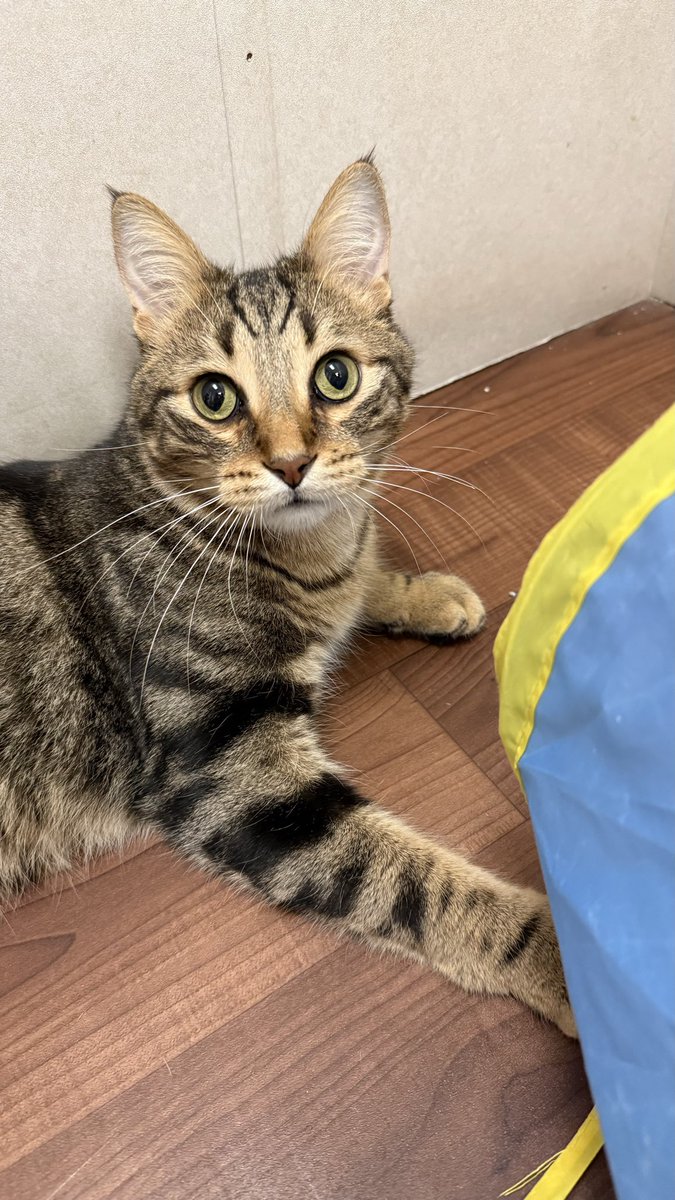 SAFEteamrescue's tweet image. Happy Friday from adoptable kitty, Brax!  Brax is always ready to play, he loves chasing through tubes and pouncing on toys, he has tonnes of energy!  This sweetie is going to fill his forever home with so much fun and he is going to be such a great pal.   Brax is 2 years old and