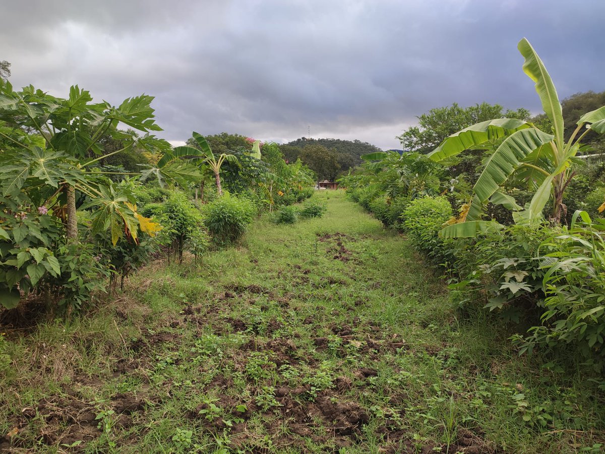 FAOBolivia's tweet photo. 📍En comunidades del Chaco, entre Chuquisaca y Santa Cruz, el equipo del @theGEF mostró avances en implementación de sistemas agroforestales, meliponicultura, ganadería sostenible regenerativa y aprovechamiento sostenible del bosque, para una #MejorProducción 🌱 https://t.co/yPHts7syXo