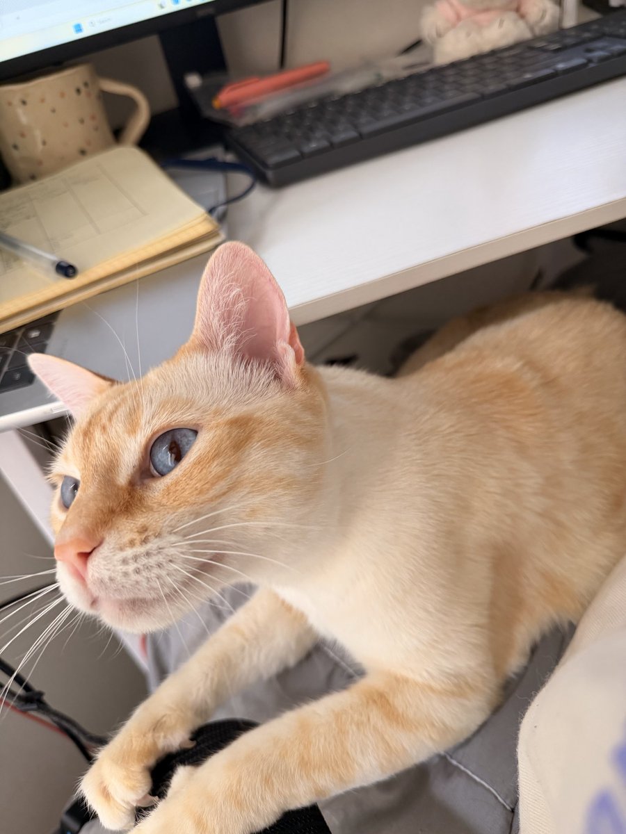 ジリ子🇨🇦👩‍💻 tweet media